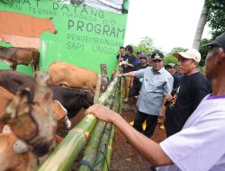 Inseminasi Buatan Jadi Harapan Baru Peternak Bulukumba untuk Tingkatkan Produksi