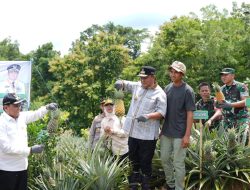 Tanam Sekaligus Panen Nanas di Barru, Pj Gubernur Sulsel Dorong Produksi Hingga 1.000 Hektare