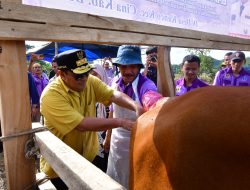 Inovasi Peternakan di Cina Bone, Inseminasi Buatan Dikuatkan dengan Ketersediaan Pakan